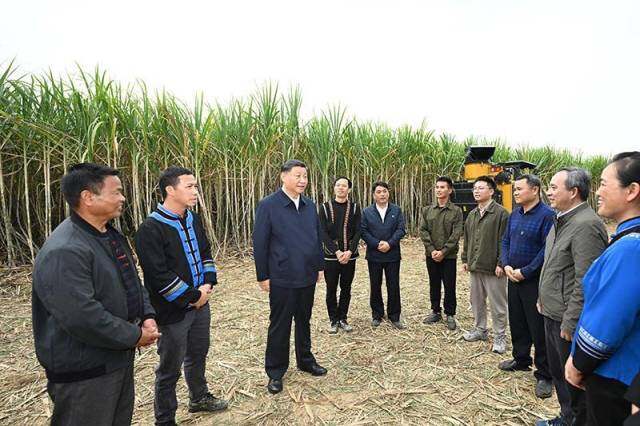 2023年12月14日，習(xí)近平總書記在廣西來賓市國家現(xiàn)代農(nóng)業(yè)產(chǎn)業(yè)園黃安優(yōu)質(zhì)“雙高”糖料蔗基地考察時(shí)，同蔗農(nóng)、農(nóng)機(jī)手和農(nóng)技人員親切交流。